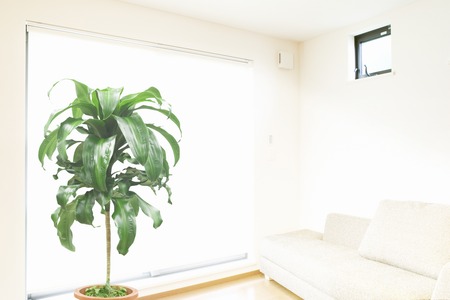 Foliage plantsの写真素材