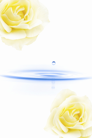 Rose flowersの写真素材