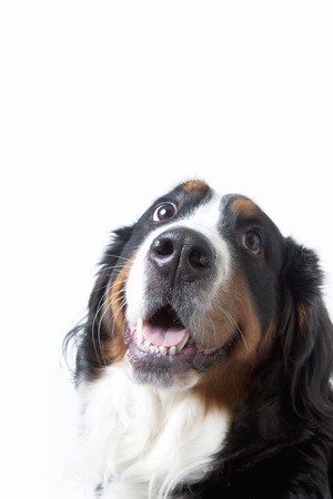 Berneseの写真素材