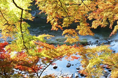 Mihoautumn leaves