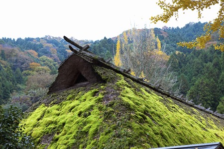 Thatched roofの写真素材