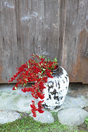 Pyracantha scanの写真素材