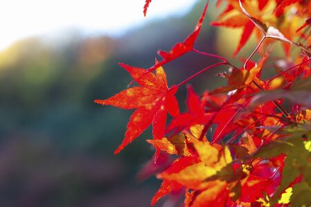 Mihoautumn leaves