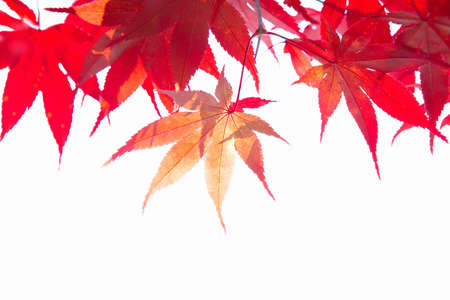 Mihoautumn leavesの写真素材