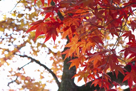 Mihoautumn leaves