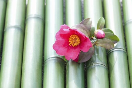 Camelliaの写真素材