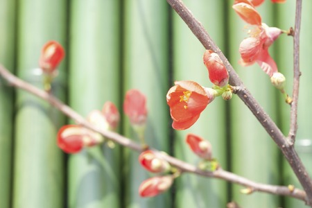 Bokehの写真素材