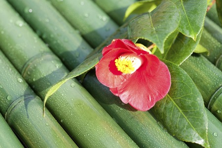 Camelliaの写真素材