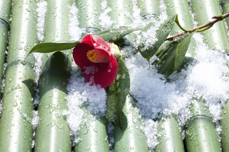 Camelliaの写真素材