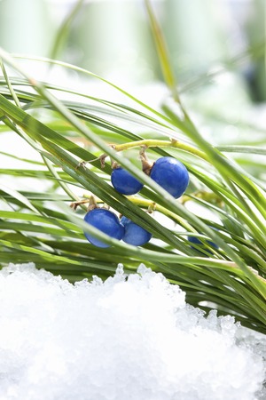 Fruit of Ophiopogon japonicusの写真素材