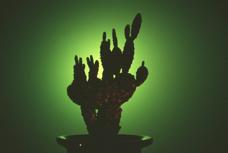 Cactusの写真素材