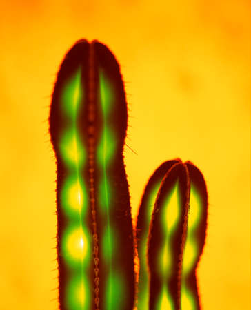 Lightの写真素材