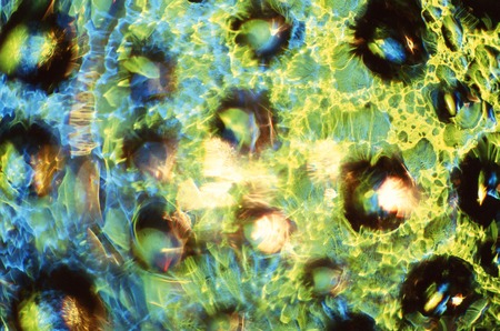 Optical image