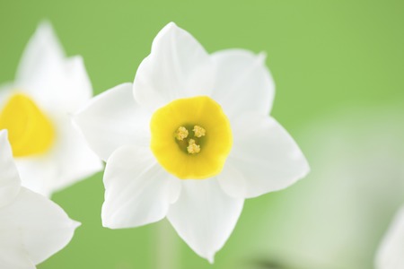 Narcissus flower