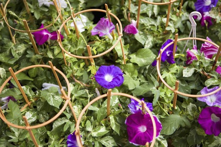 Hariti Iriya asagaoの写真素材