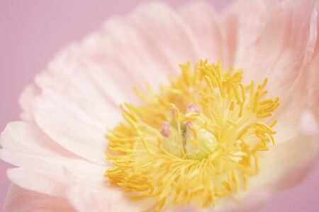 Peony flowerの写真素材