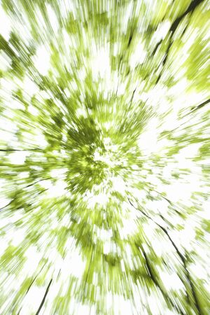 Zelkova serrata forest fresh greenの写真素材