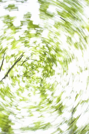 Zelkova serrata forest fresh greenの写真素材