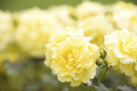 Rose yellow-freuletteの写真素材