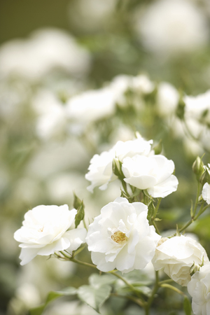 Rose synebiccenの写真素材