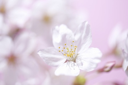 Sakura flowersの写真素材