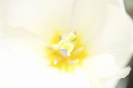 Tulip flowerの写真素材