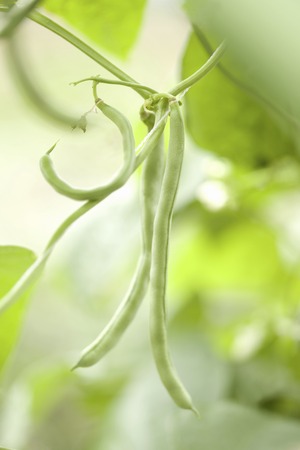 Bean field