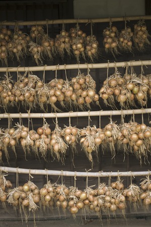 Onion hangingの写真素材