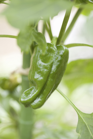 Bell Pepper fieldの写真素材