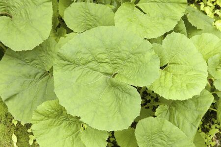 Leaf of butterburの写真素材