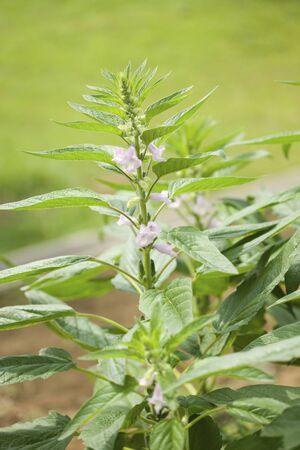 Sesame flowerの写真素材