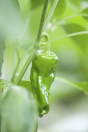 Bell Pepper fieldの写真素材