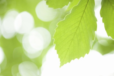 Fresh green leaves