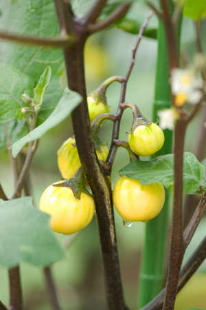 Hananasuの写真素材