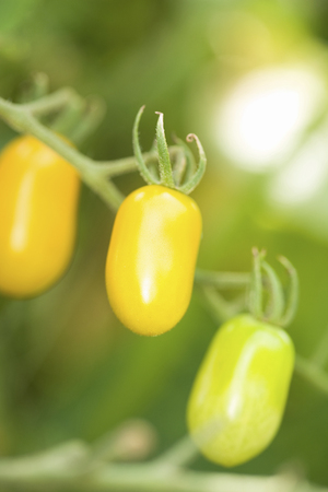 Tomato fieldの写真素材