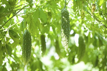 Bitter melon farmの写真素材
