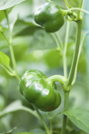 Mini paprika field