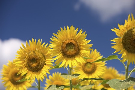 Summer sky and sunflower fieldsの写真素材