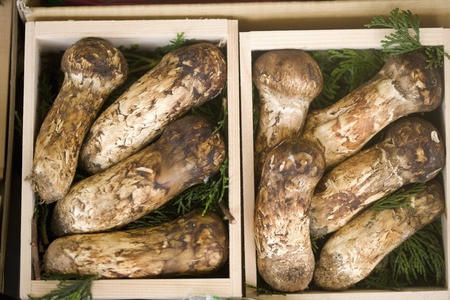 Tricholoma Matsutakeの写真素材