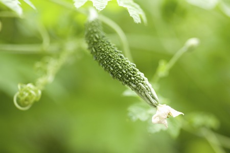 Bitter melon fruitの写真素材