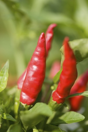Chili pepper fields