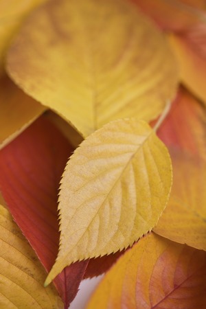 Cherry tree with yellow leaves