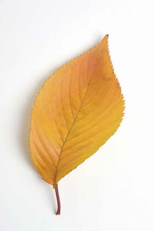 Cherry tree with yellow leaves