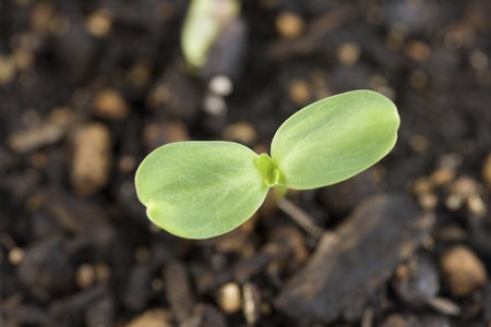Sunflower sprouts