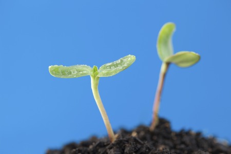 Sunflower sproutsの写真素材