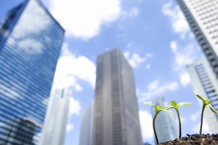 High rise buildings and sunflower sproutsの写真素材