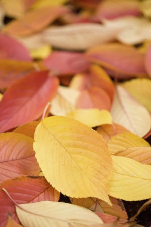 Cherry autumn leavesの写真素材