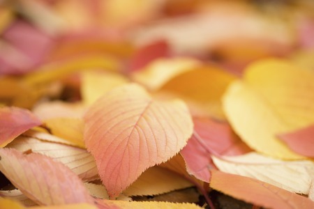 Cherry autumn leavesの写真素材