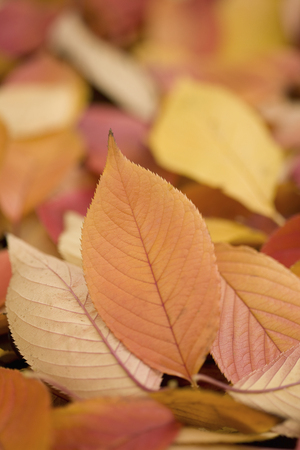 Cherry autumn leavesの写真素材