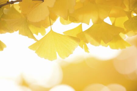 The yellow Ginkgo leavesの写真素材